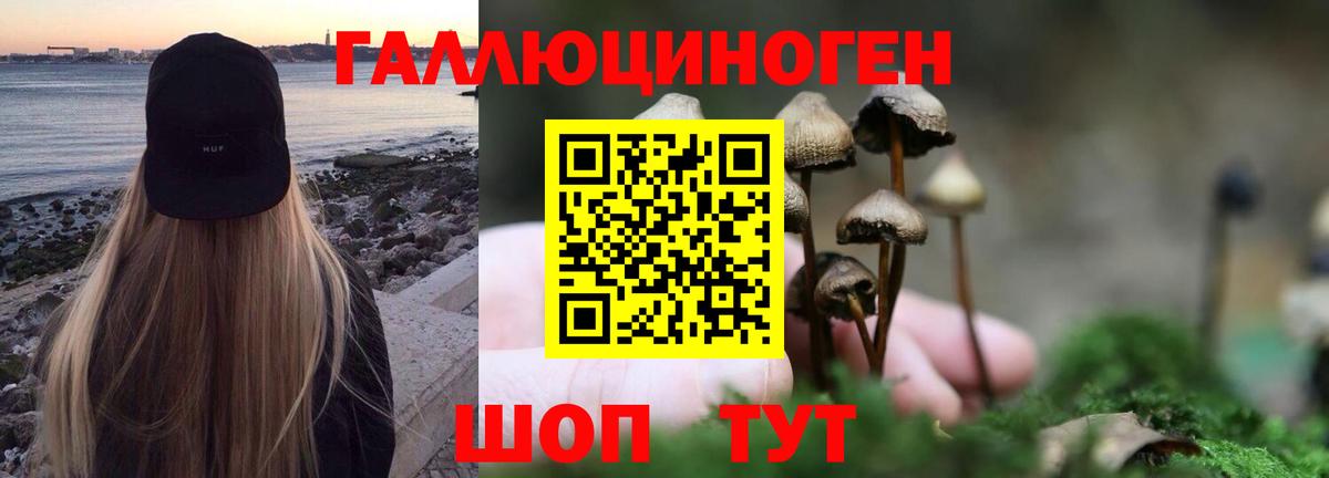 Галлюциногенные грибы Psilocybine cubensis Нурлат